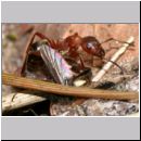 Formica -Serviformica- sanguinea - Blutrote Raubameise 02 9mm - mit Bibio sp-Haarmuecke.jpg